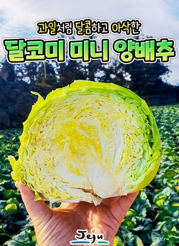 양배추